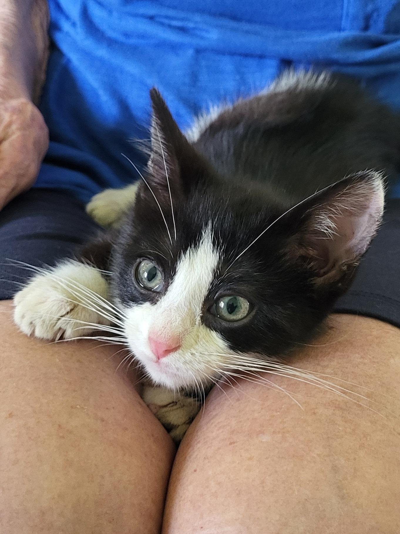 Midge, Adopted, Kitten Female Domestic Short Hair.