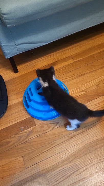 Enlarge Midge, a Adopted Domestic Short Hair in Hillsdale, MI video 3/3