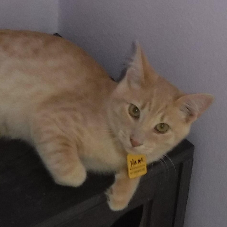 Hank - Nice Little Guy, Adoptable, Kitten Male Tabby.