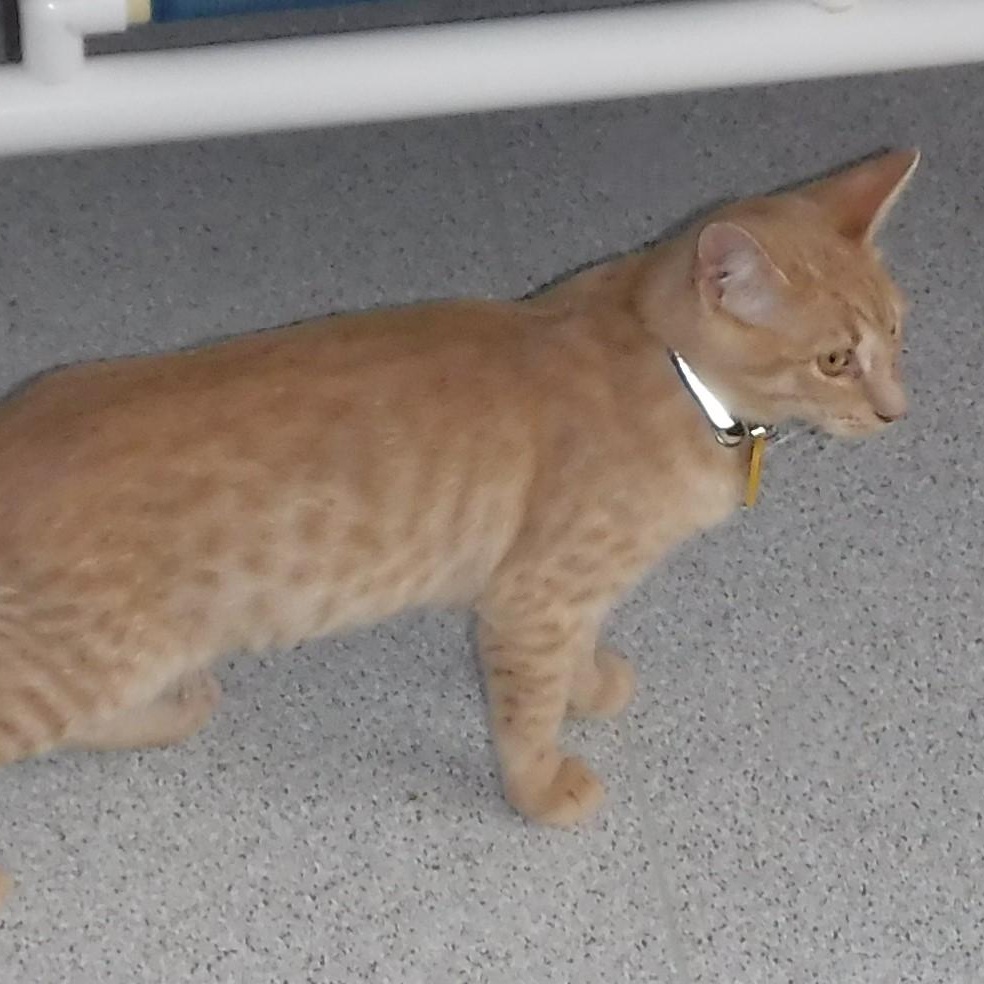 Enlarge Hank - Nice Little Guy, a Adoptable mixed breed in Hoquiam, WA image 2/4