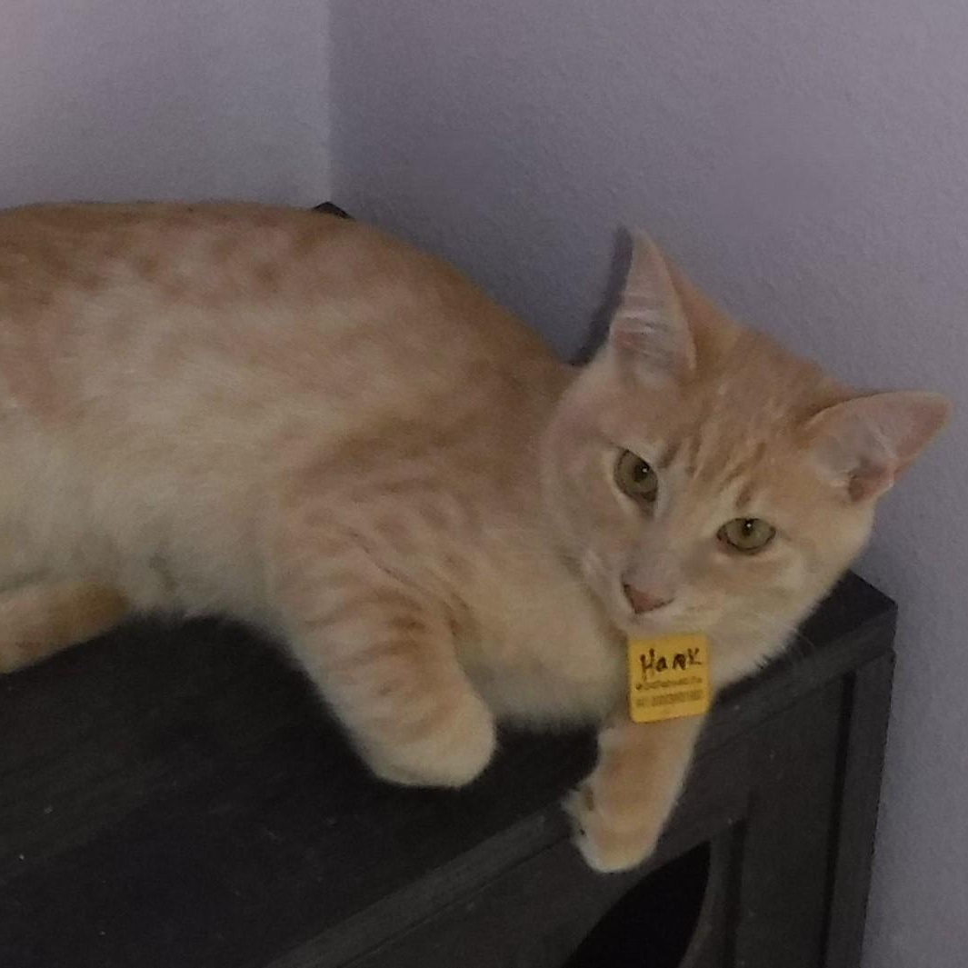 Hank - Nice Little Guy, Adoptable, Kitten Male Tabby.