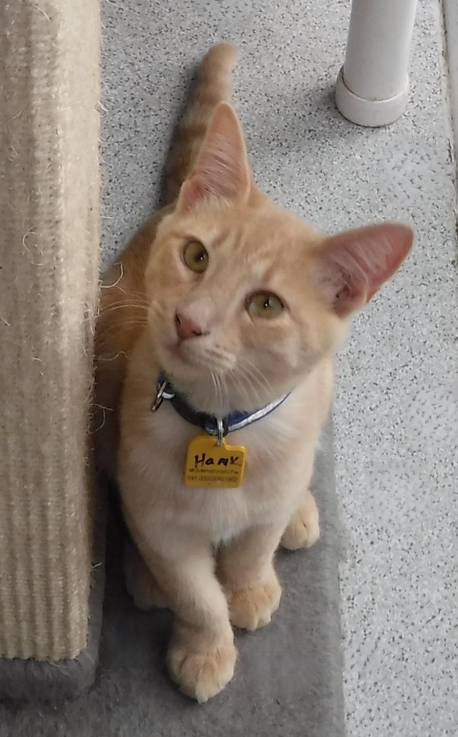 Enlarge Hank - Nice Little Guy, a Adoptable mixed breed in Hoquiam, WA image 4/4