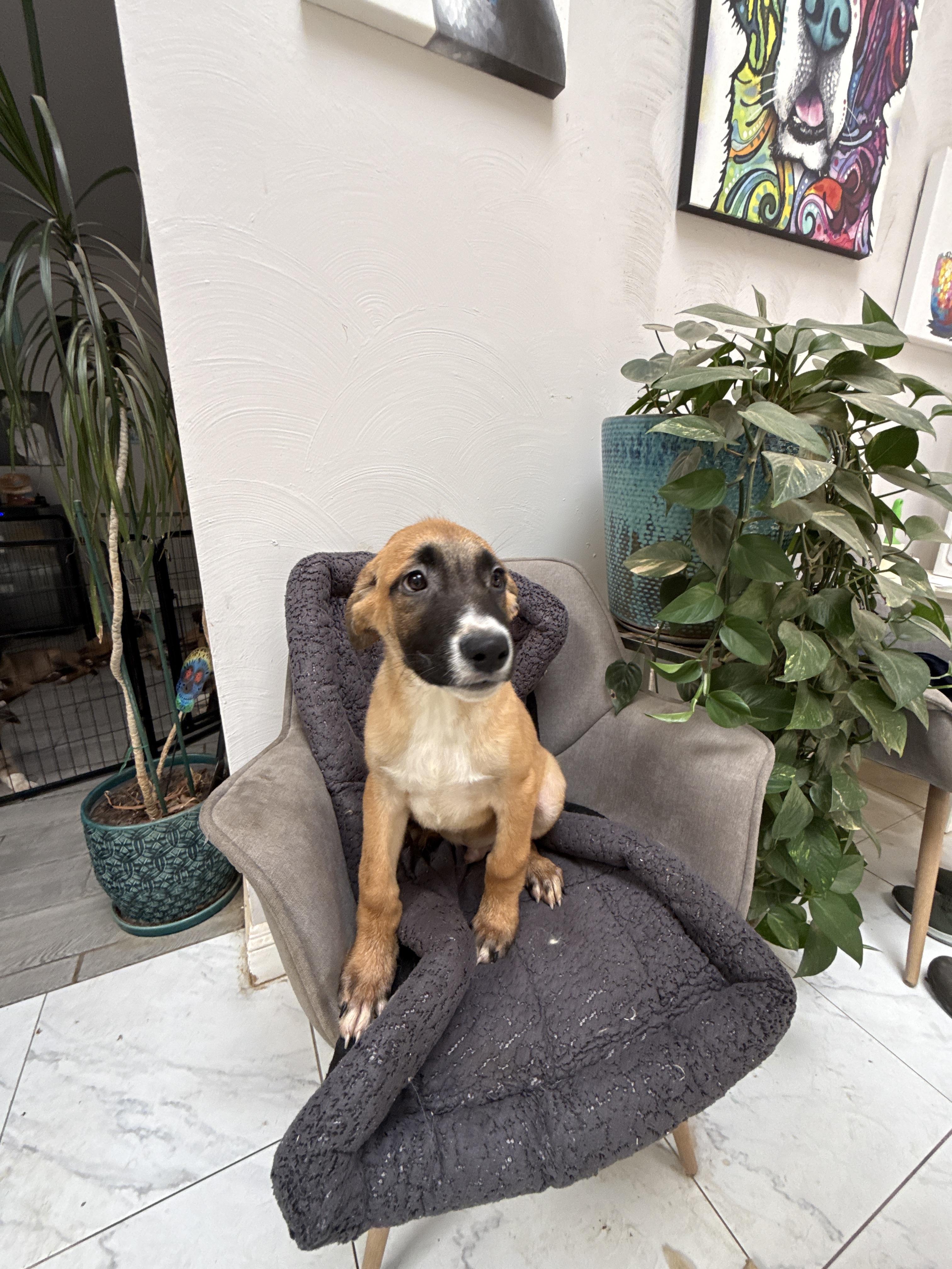 Rabbit, Adoptable, Puppy Male Belgian Shepherd / Malinois & Saint Bernard.