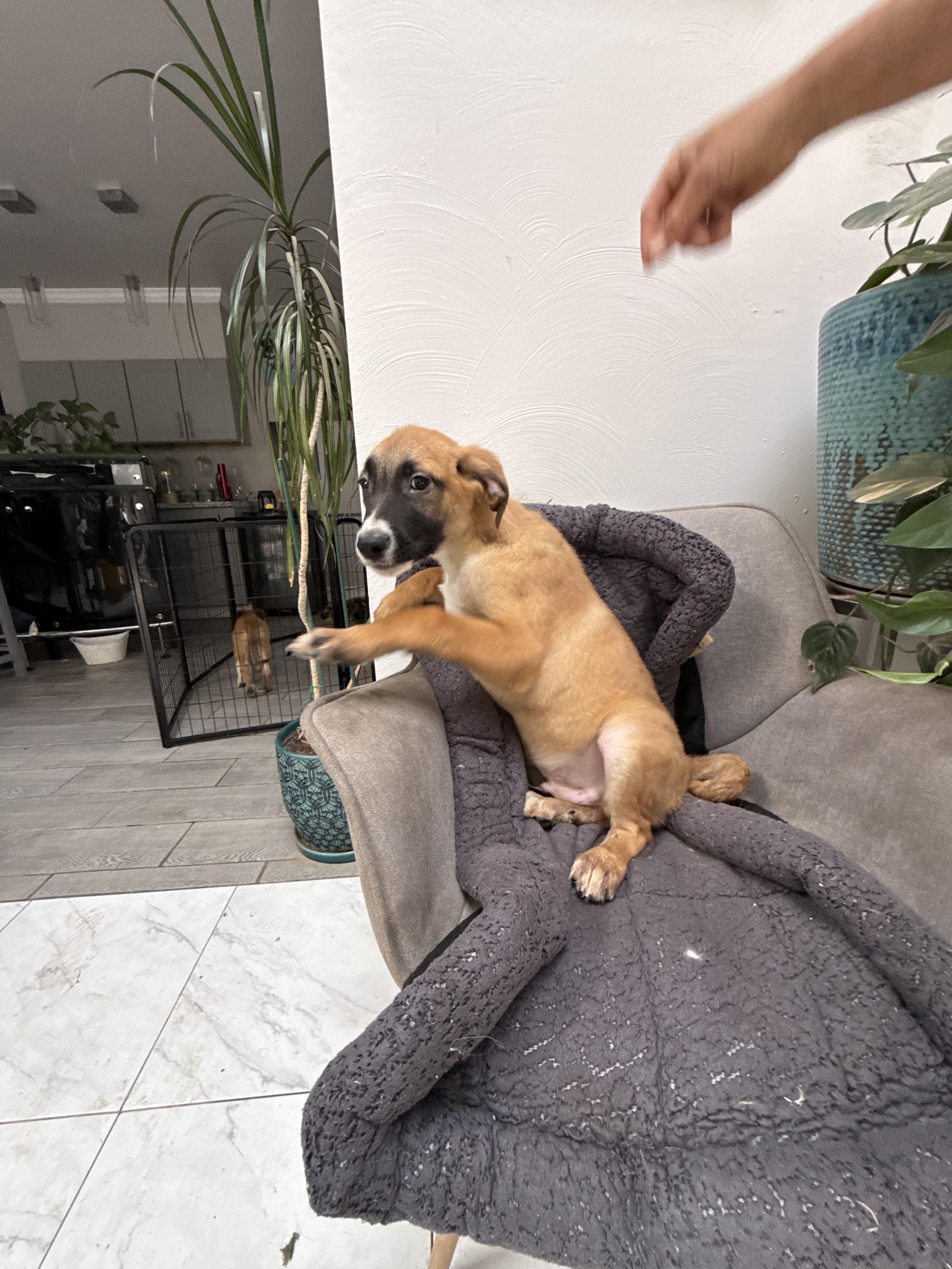 Enlarge Rabbit, a Adoptable mixed breed in Bellflower, CA image 3/6