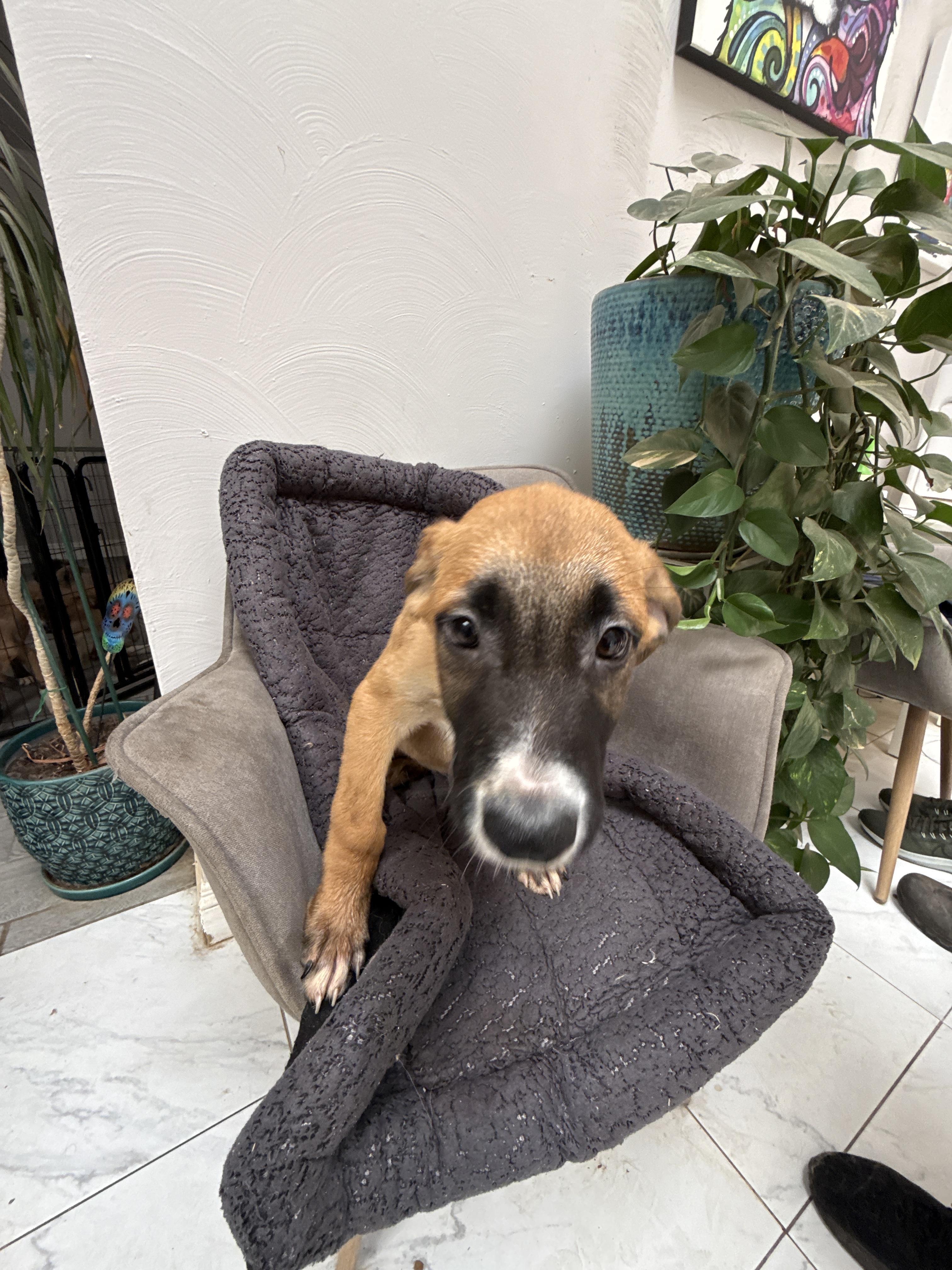 Enlarge Rabbit, a Adoptable mixed breed in Bellflower, CA image 4/6