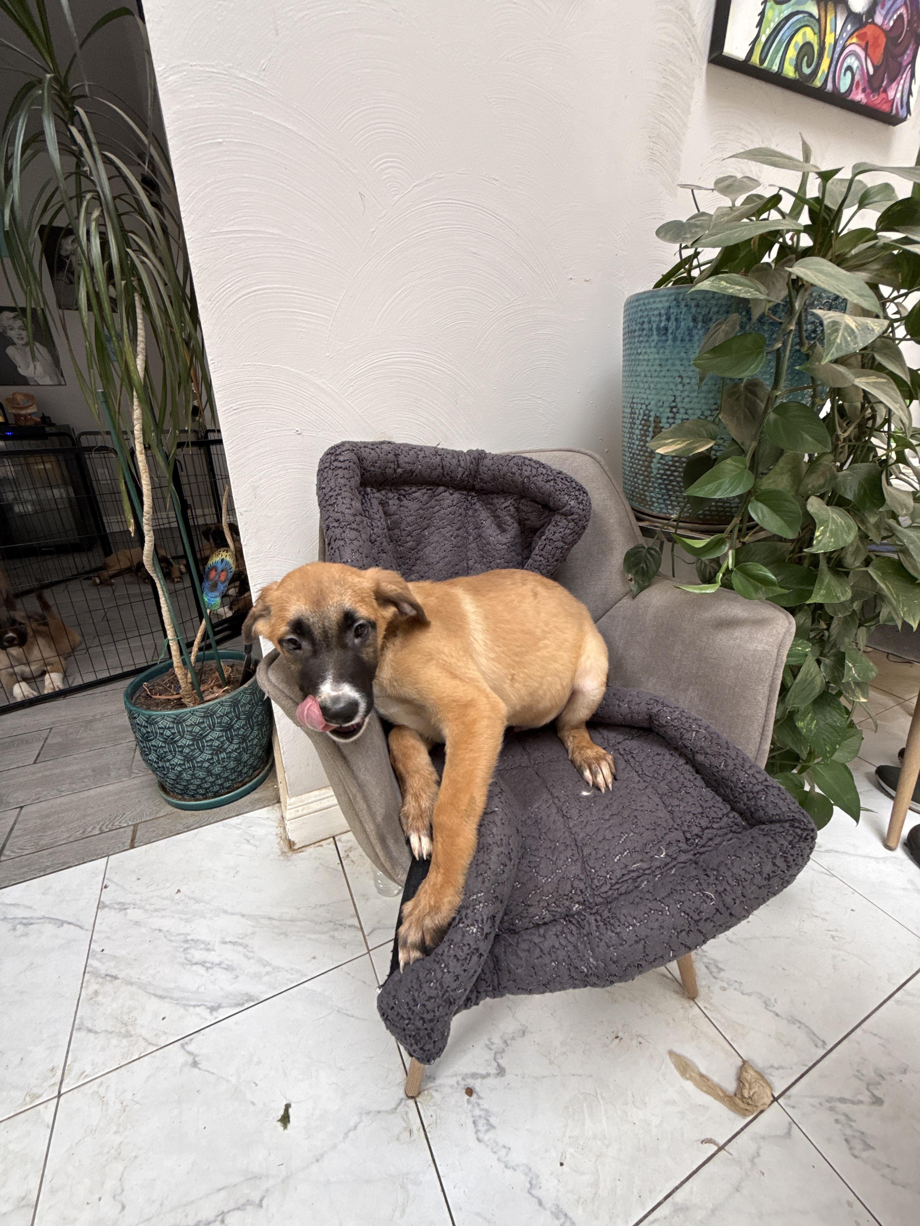 Enlarge Rabbit, a Adoptable mixed breed in Bellflower, CA image 6/6