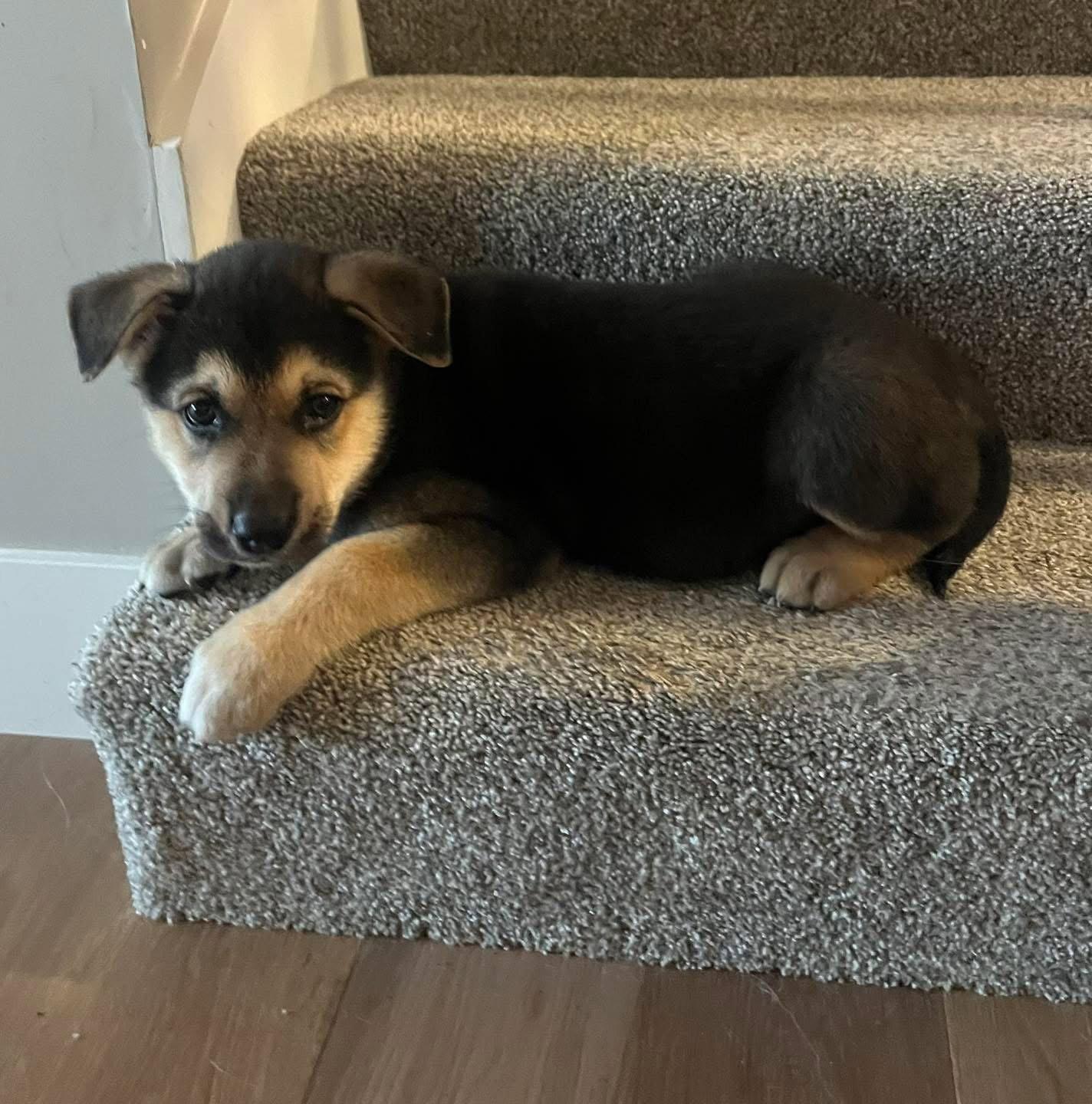 Easter Candy Litter-Hershey(Duke), a Adopted mixed breed in Mattoon, IL image 1/3
