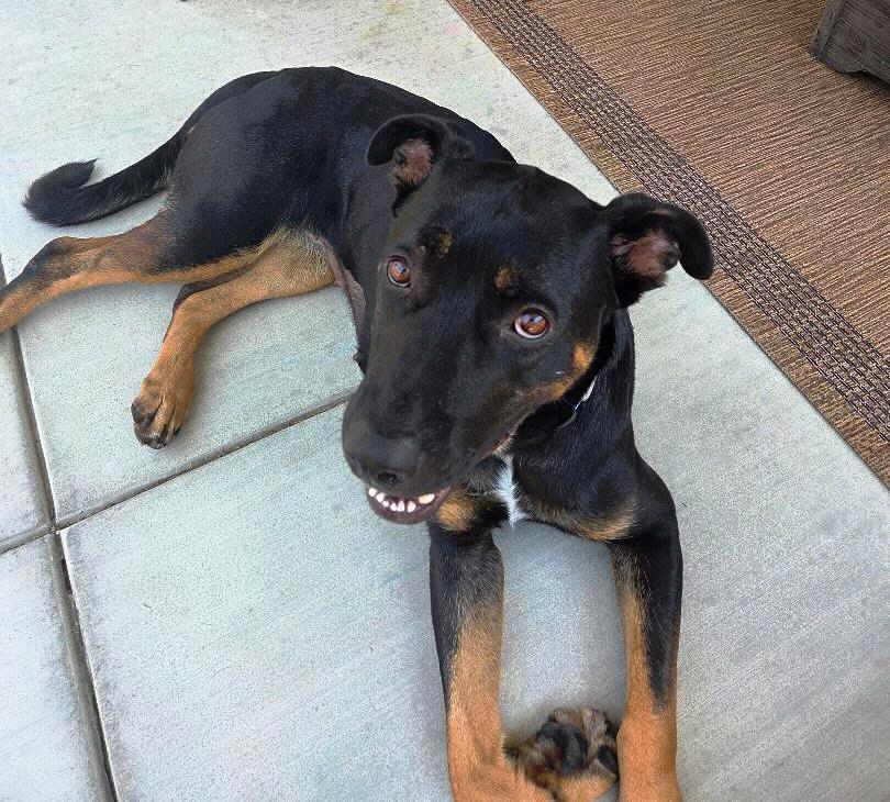 Rosie, Adoptable, Young Female German Shepherd Dog & Labrador Retriever.