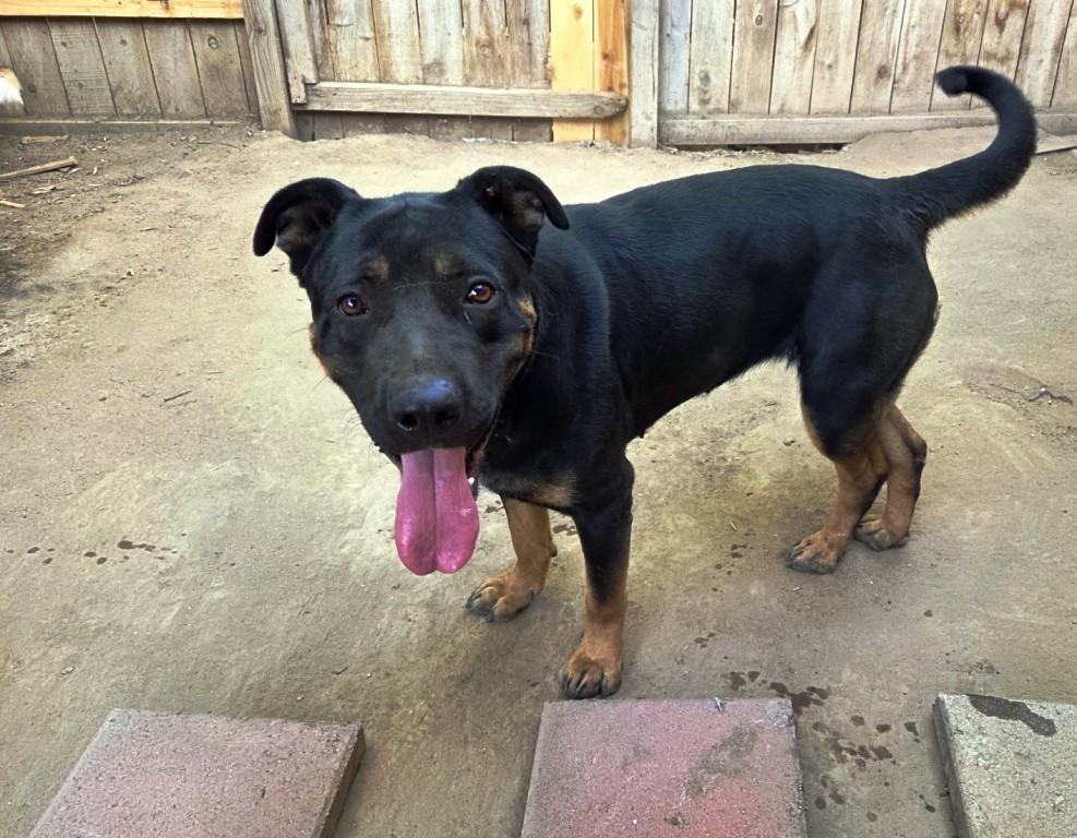 Enlarge Rosie, a Adoptable mixed breed in Pleasant Grove, CA image 3/3