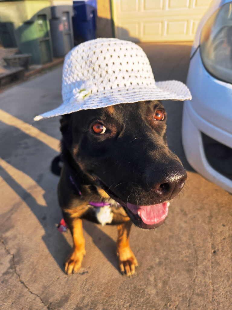 Enlarge Rosie, a Adoptable mixed breed in Pleasant Grove, CA image 2/3