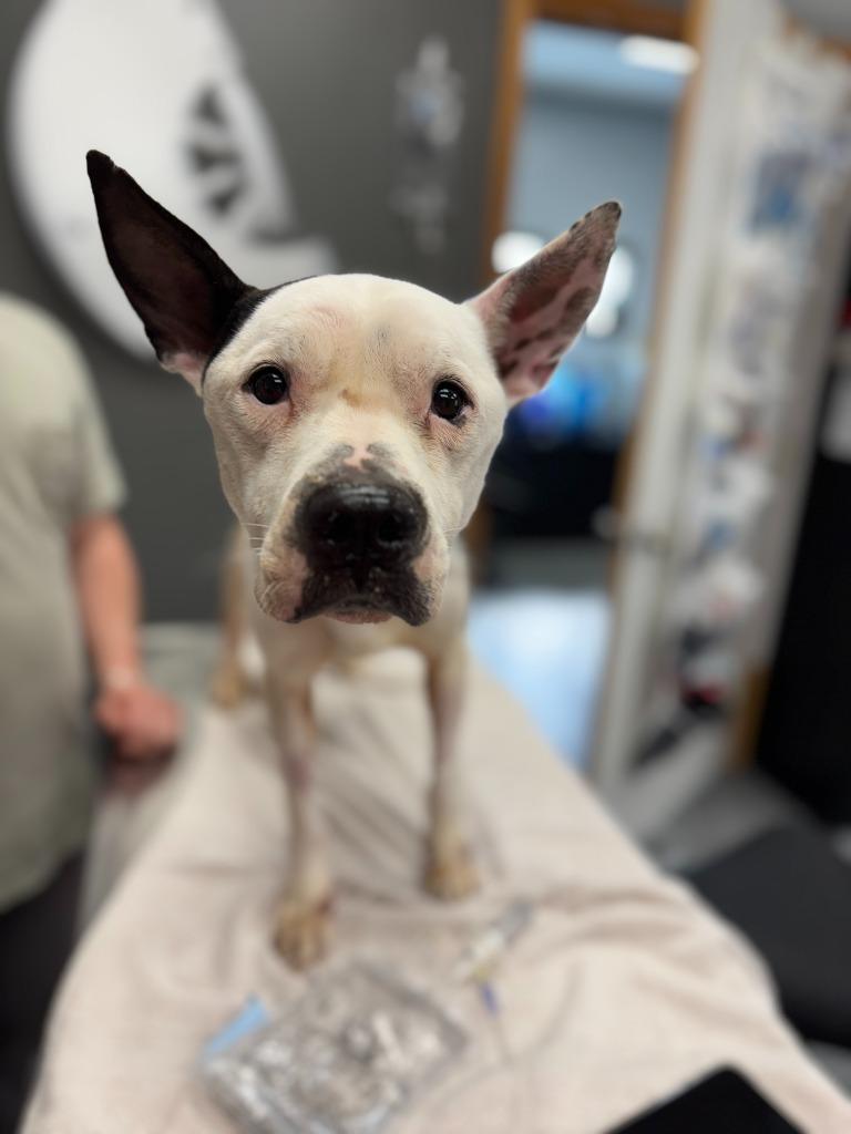 Lady, Adoptable, Young Female Pit Bull Terrier & Mixed Breed.