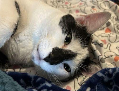 Loki, Adoptable, Adult Male Domestic Short Hair.