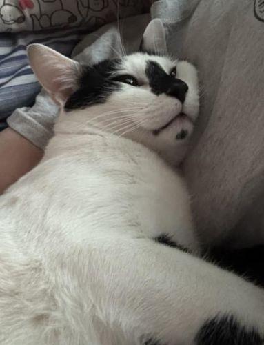 Loki, a Adoptable Domestic Short Hair in Lenhartsville, PA image 3/5