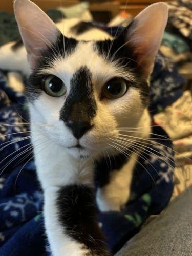 Loki, a Adoptable Domestic Short Hair in Lenhartsville, PA image 4/5