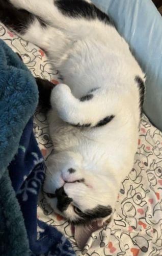 Loki, a Adoptable Domestic Short Hair in Lenhartsville, PA image 5/5