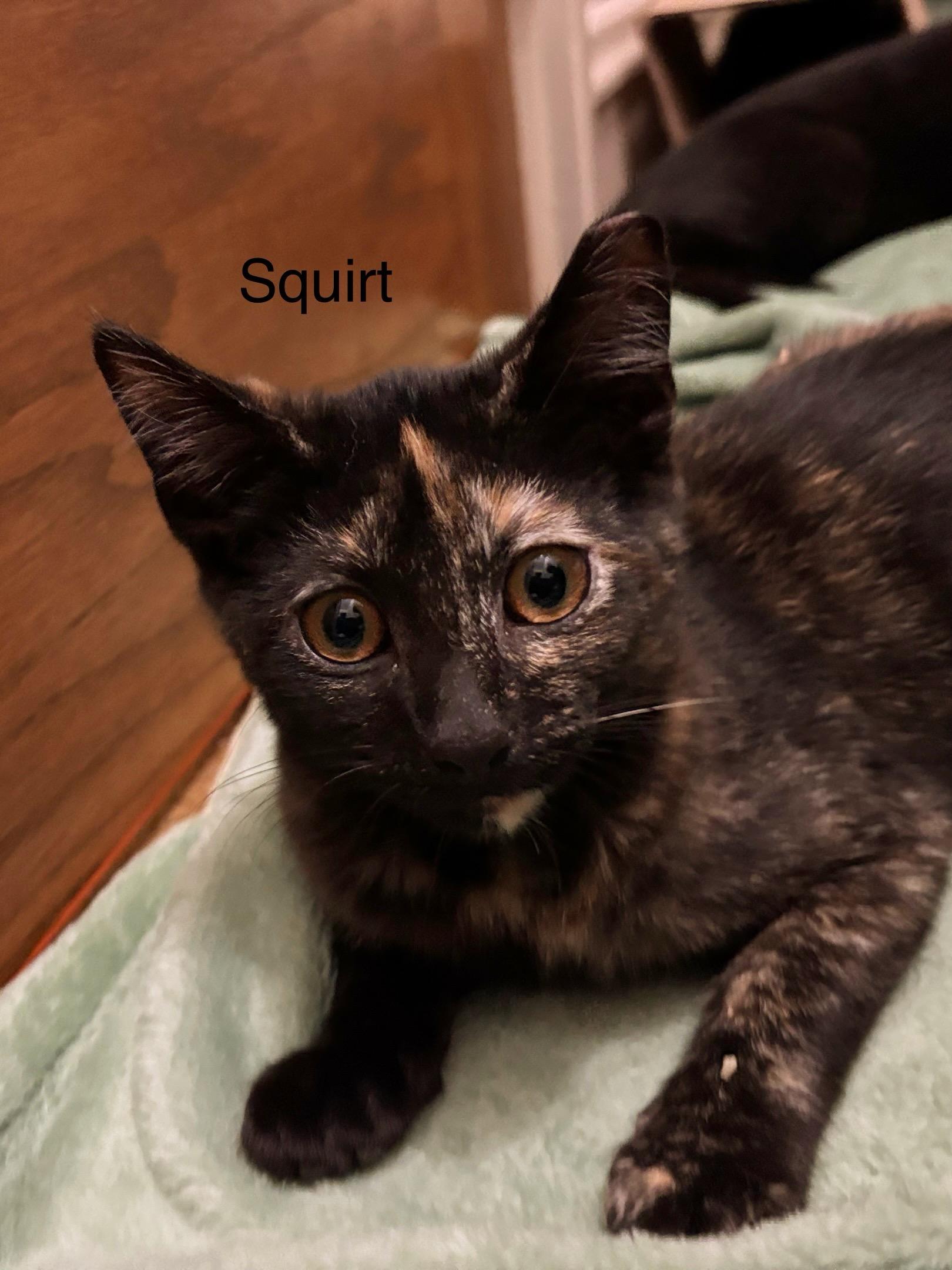 Enlarge Squirt, a ADOPTABLE Tortoiseshell in Cleveland, OH image 3/4