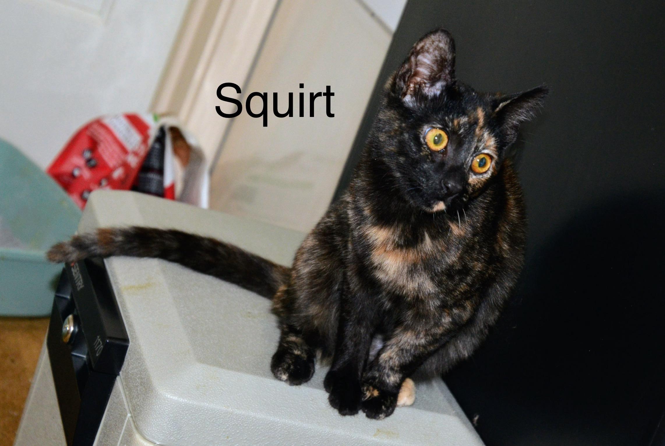 Enlarge Squirt, a ADOPTABLE Tortoiseshell in Cleveland, OH image 2/4