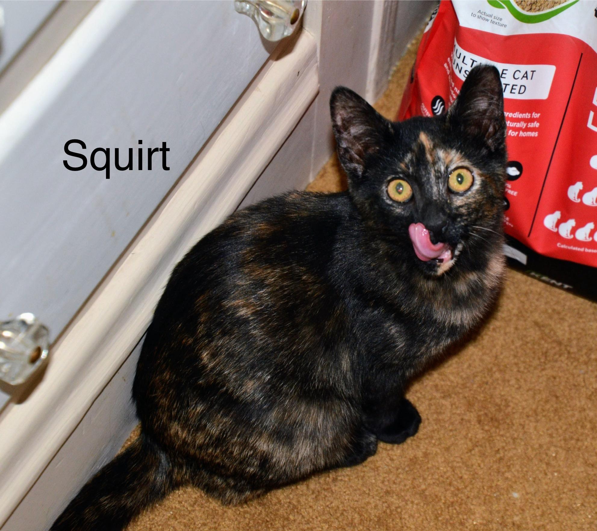 Squirt, ADOPTABLE, Young Female Tortoiseshell.