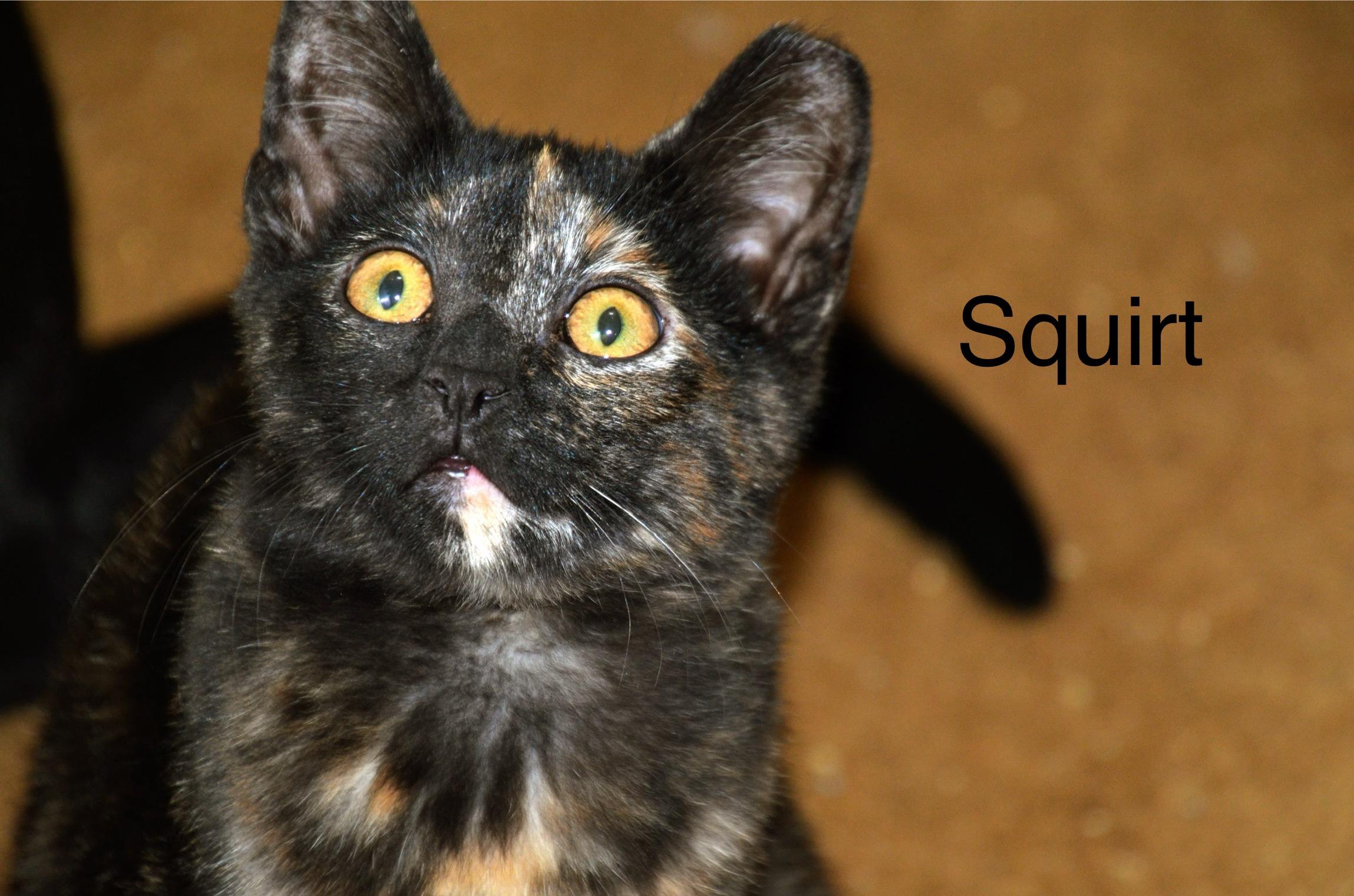 Enlarge Squirt, a ADOPTABLE Tortoiseshell in Cleveland, OH image 4/4