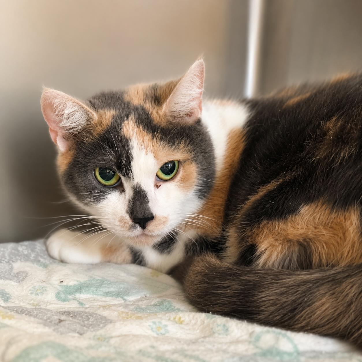 Peta, Adoptable, Adult Female Calico.