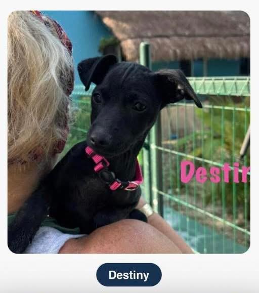 Enlarge Destiny , an adopted Mixed Breed in North Vancouver, BC image 2/5
