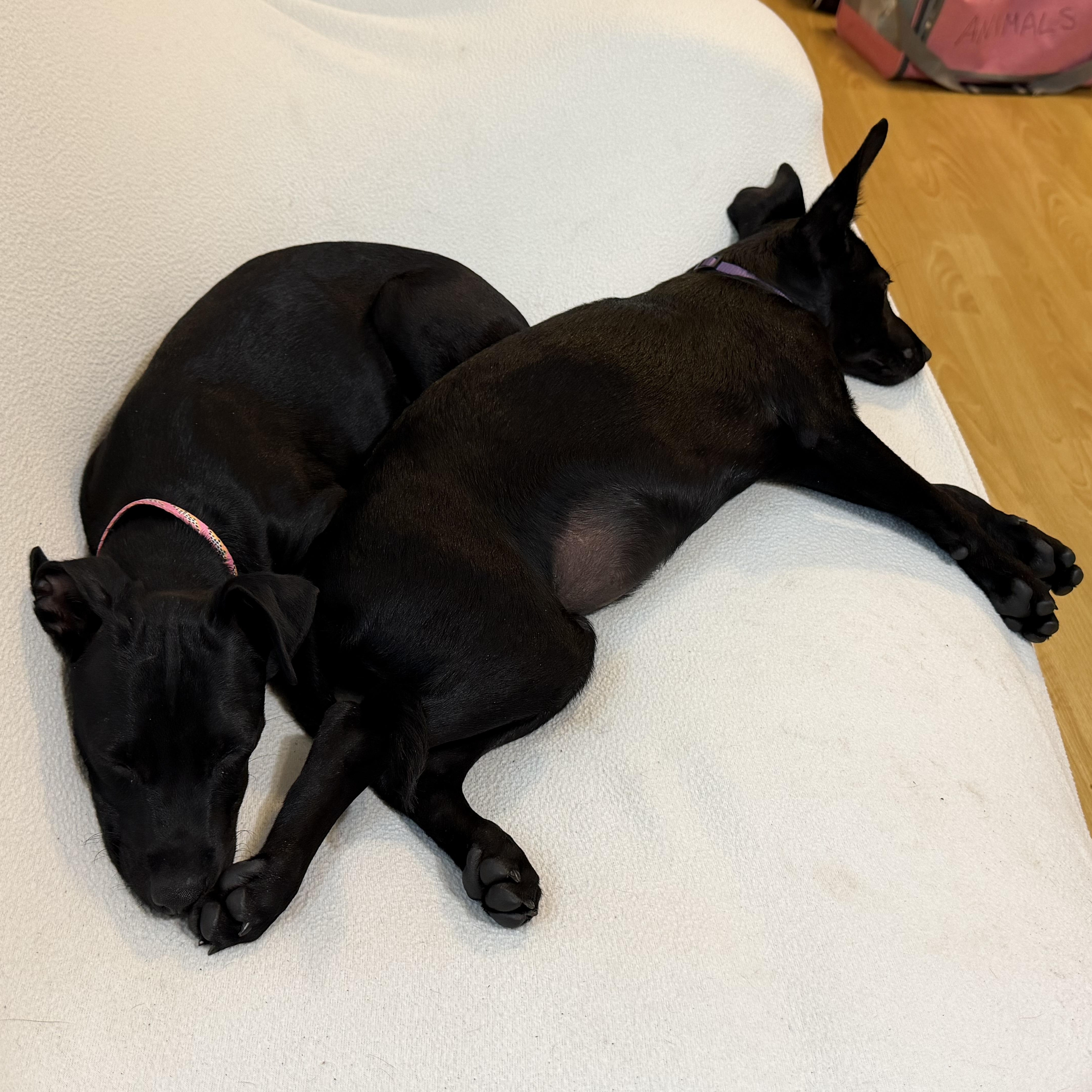 Enlarge Destiny , an adopted Mixed Breed in North Vancouver, BC image 4/5