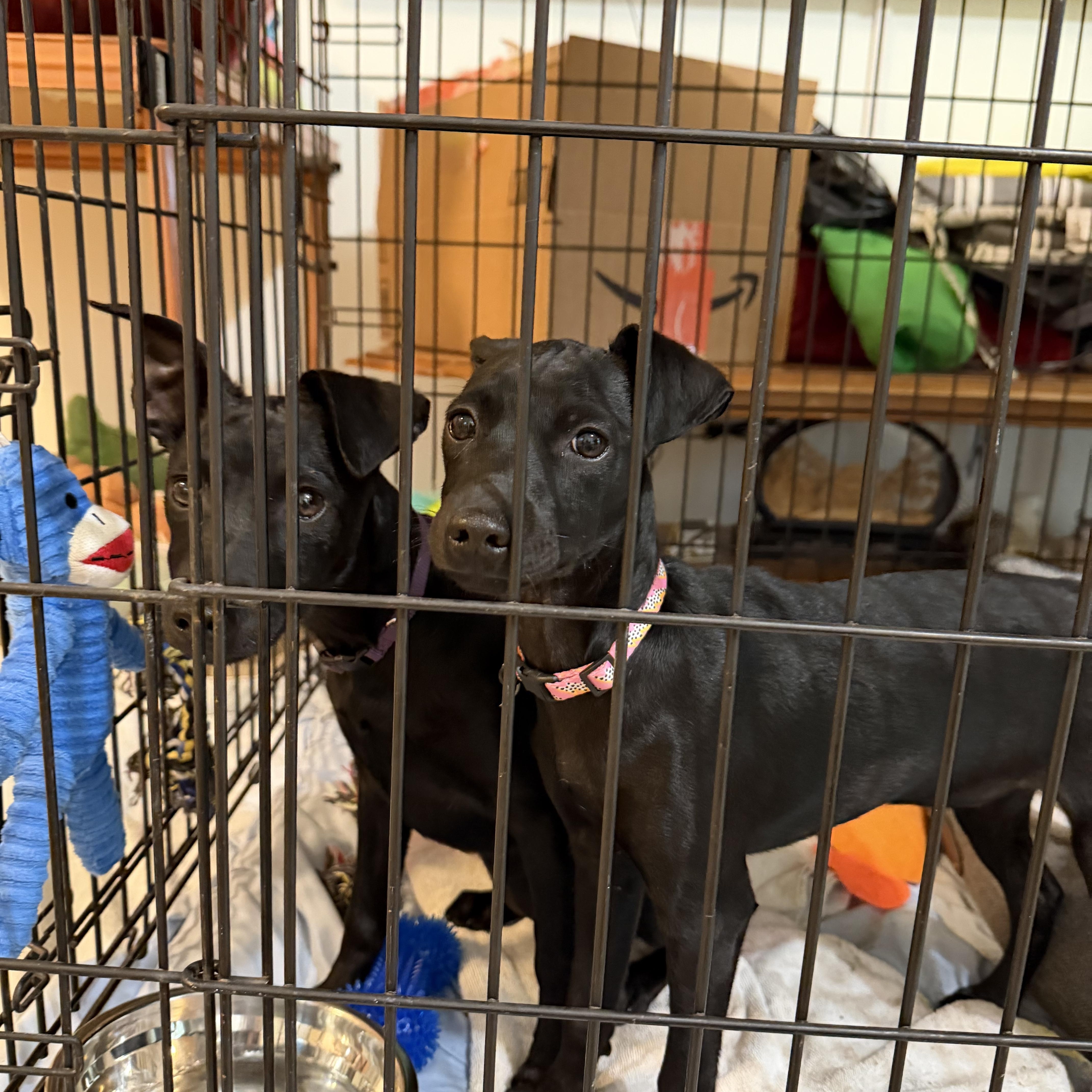 Enlarge Destiny , an adopted Mixed Breed in North Vancouver, BC image 5/5