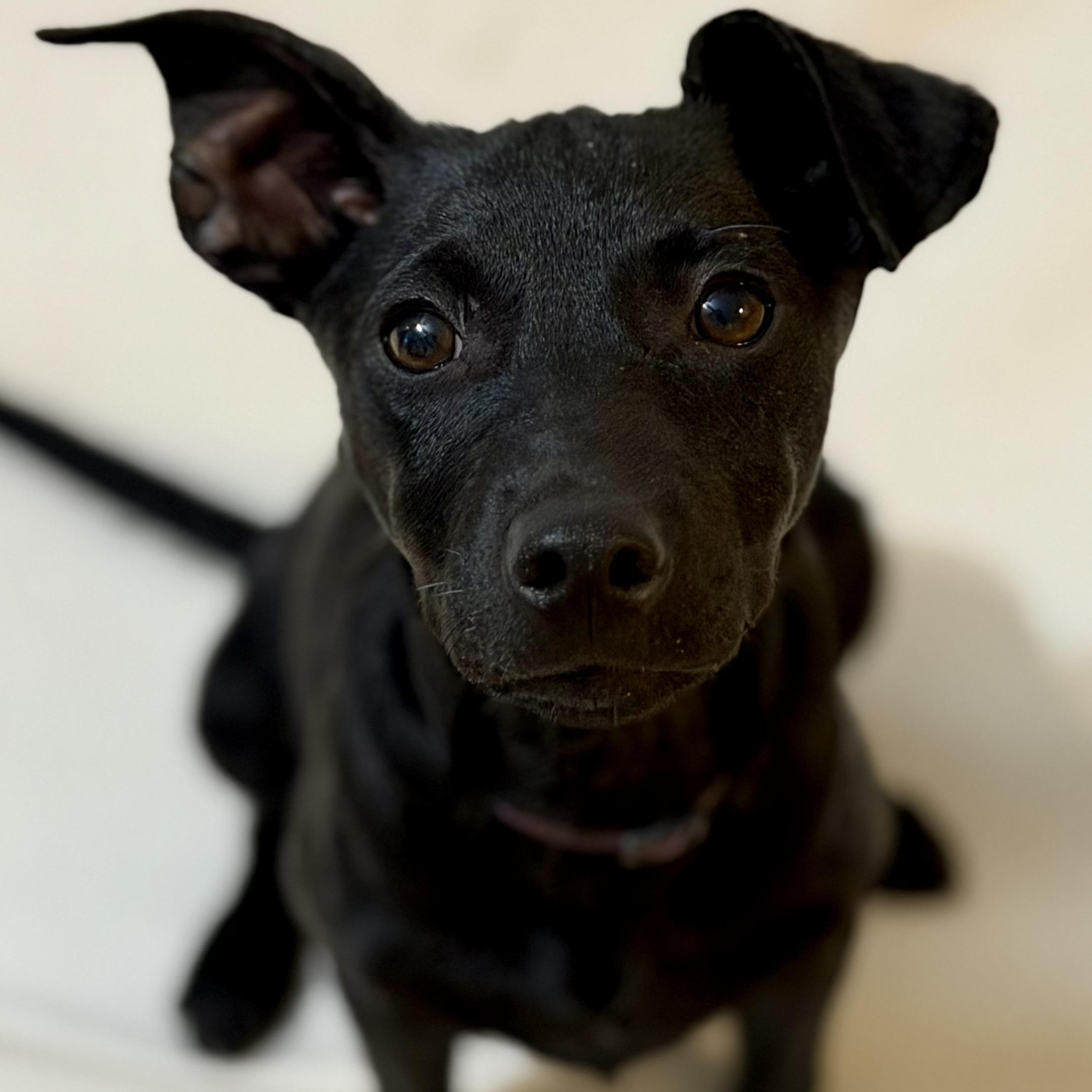 Enlarge Destiny , an adopted Mixed Breed in North Vancouver, BC image 1/5