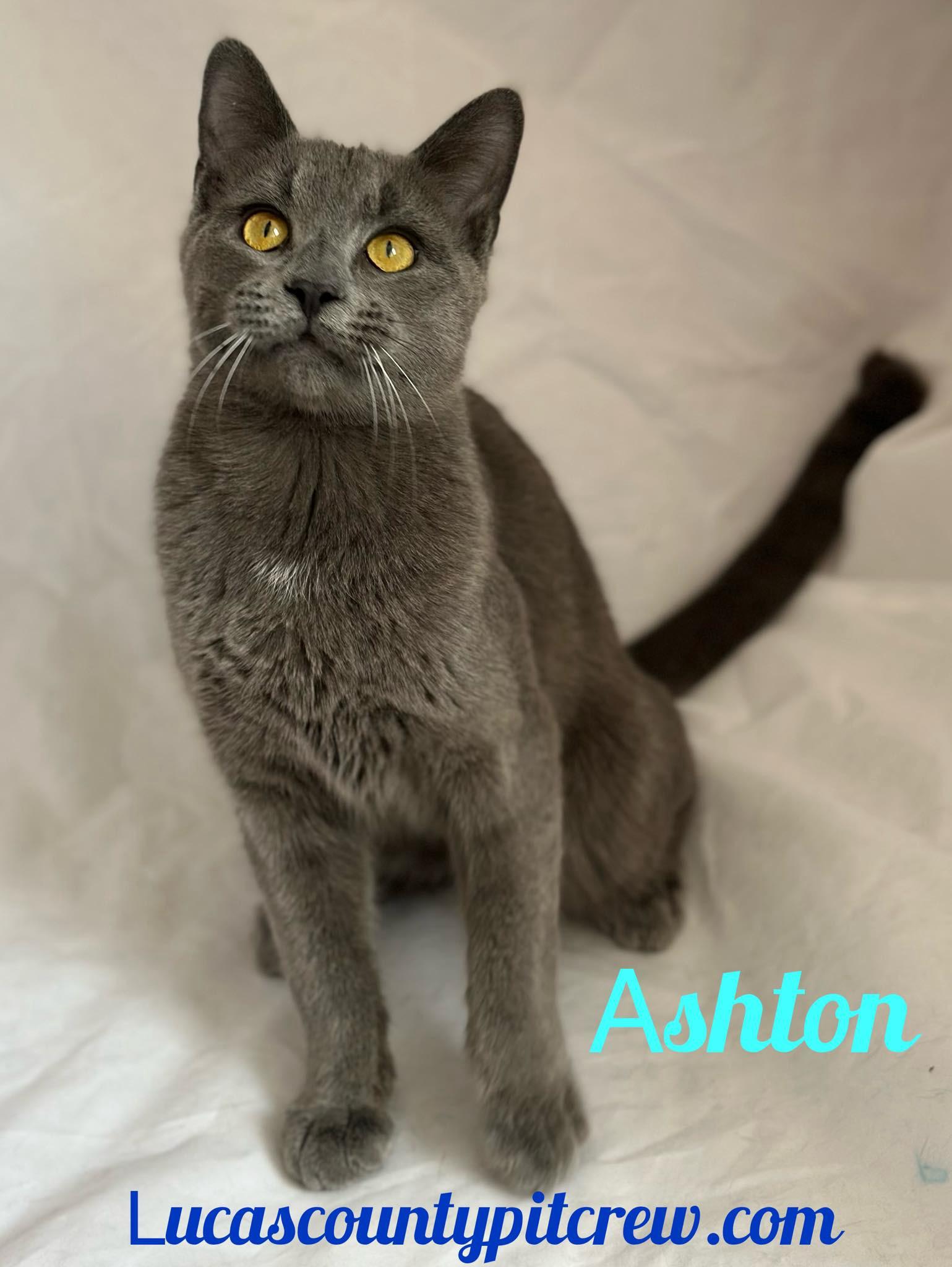 Enlarge Ashton, a Adoptable mixed breed in Toledo, OH image 1/1
