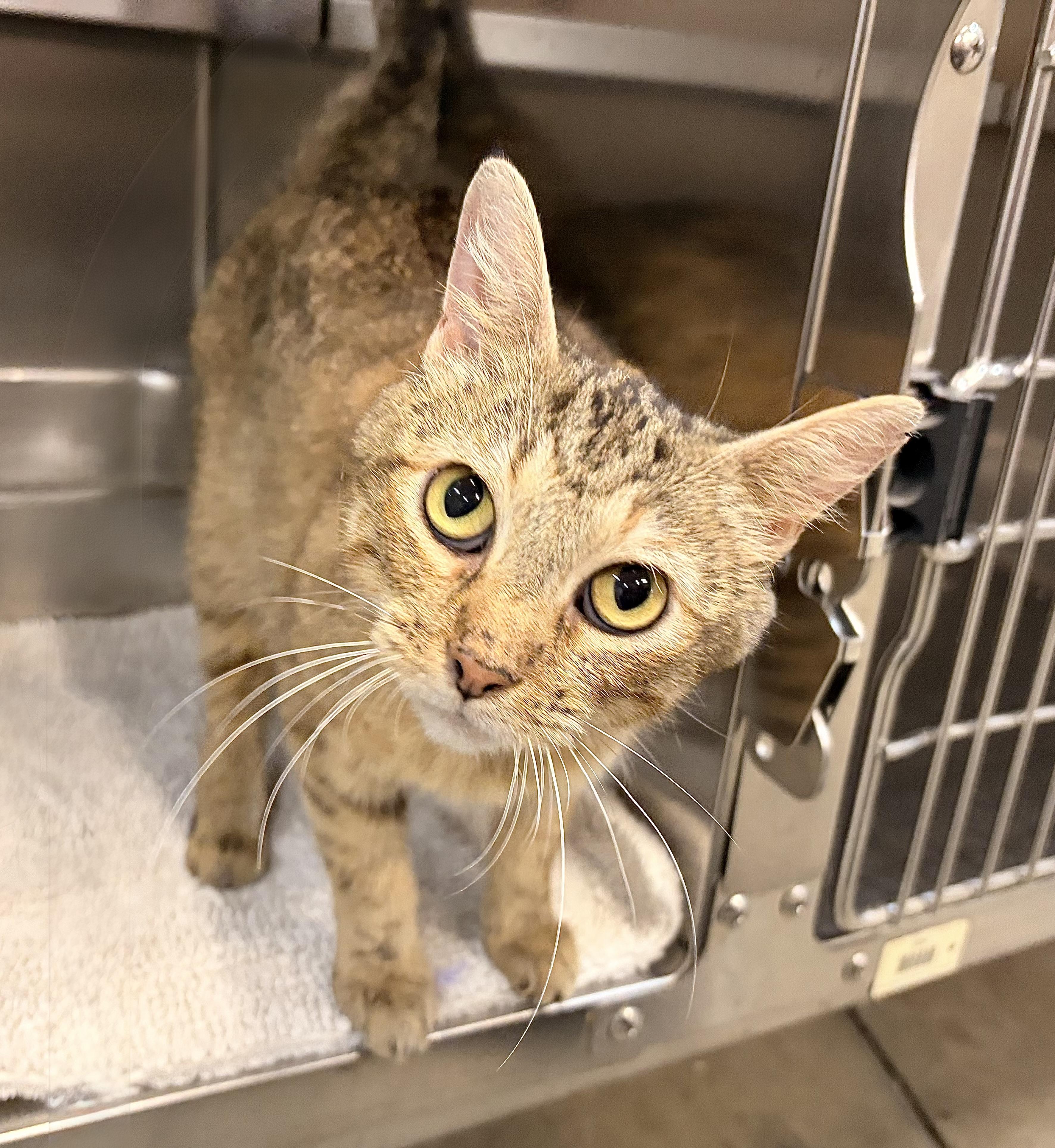 Enlarge Jekyll, a Adoptable Domestic Short Hair in Saint Charles, MO image 2/3