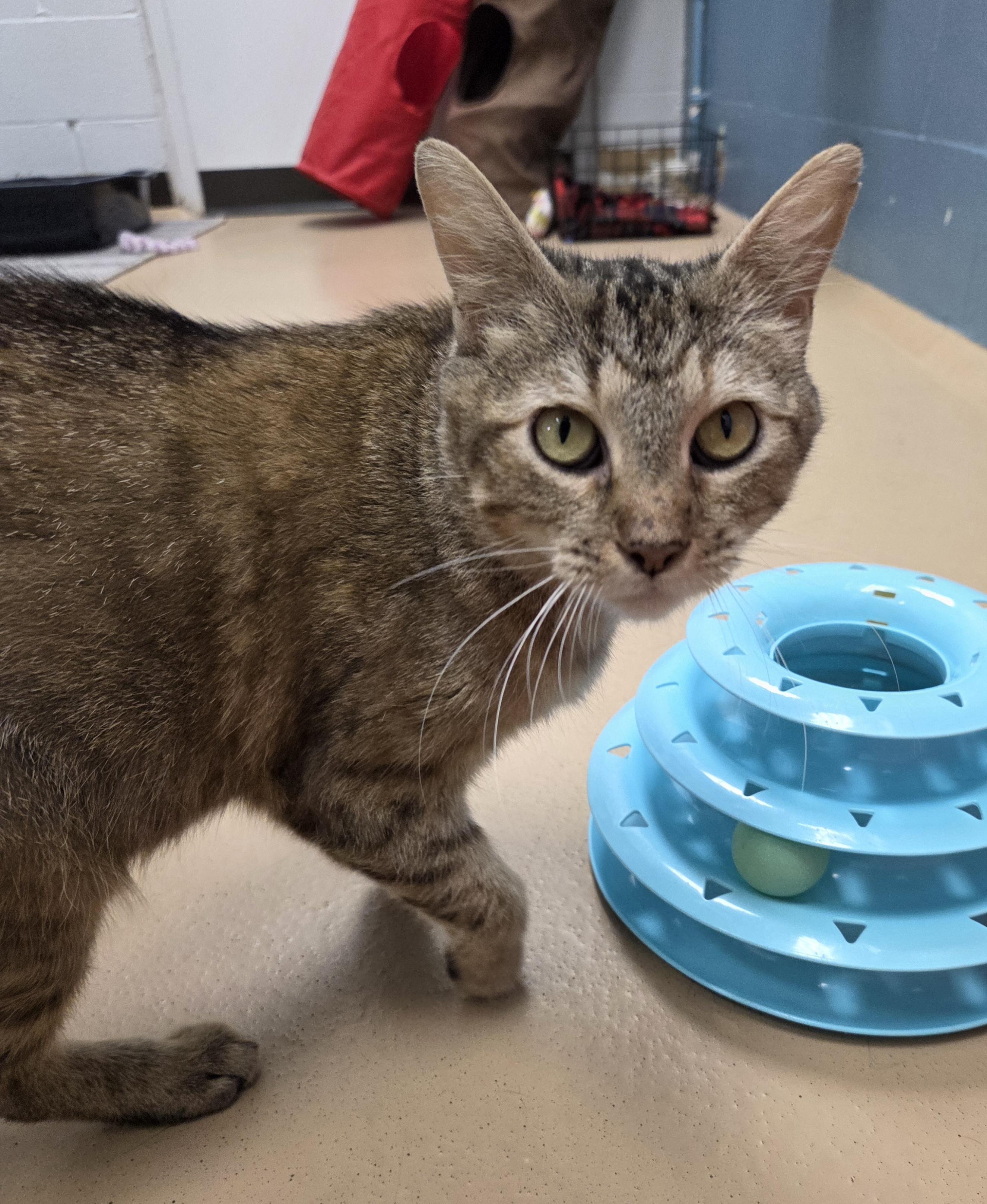 Enlarge Jekyll, a Adoptable Domestic Short Hair in Saint Charles, MO image 1/3