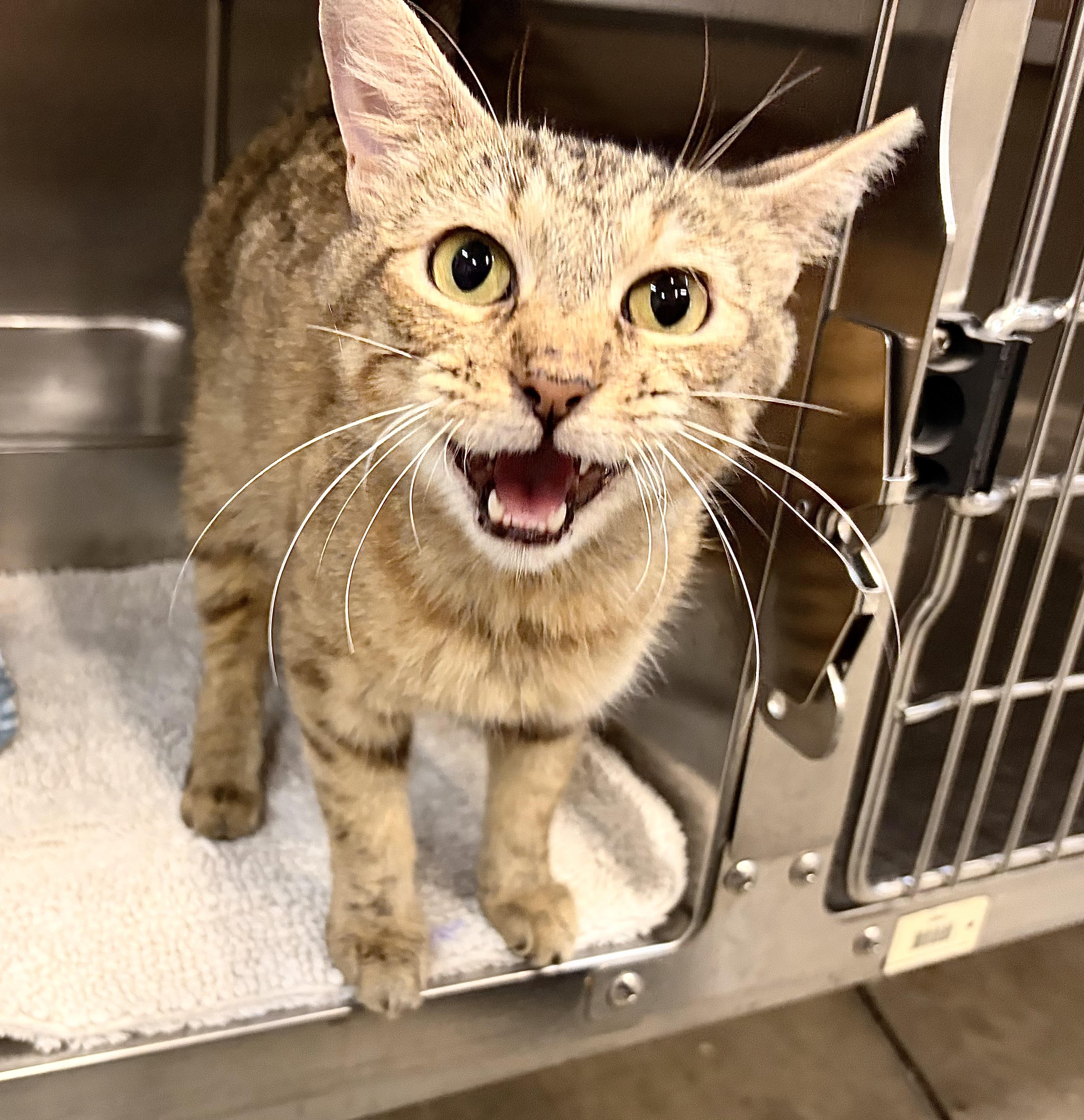 Enlarge Jekyll, a Adoptable Domestic Short Hair in Saint Charles, MO image 3/3