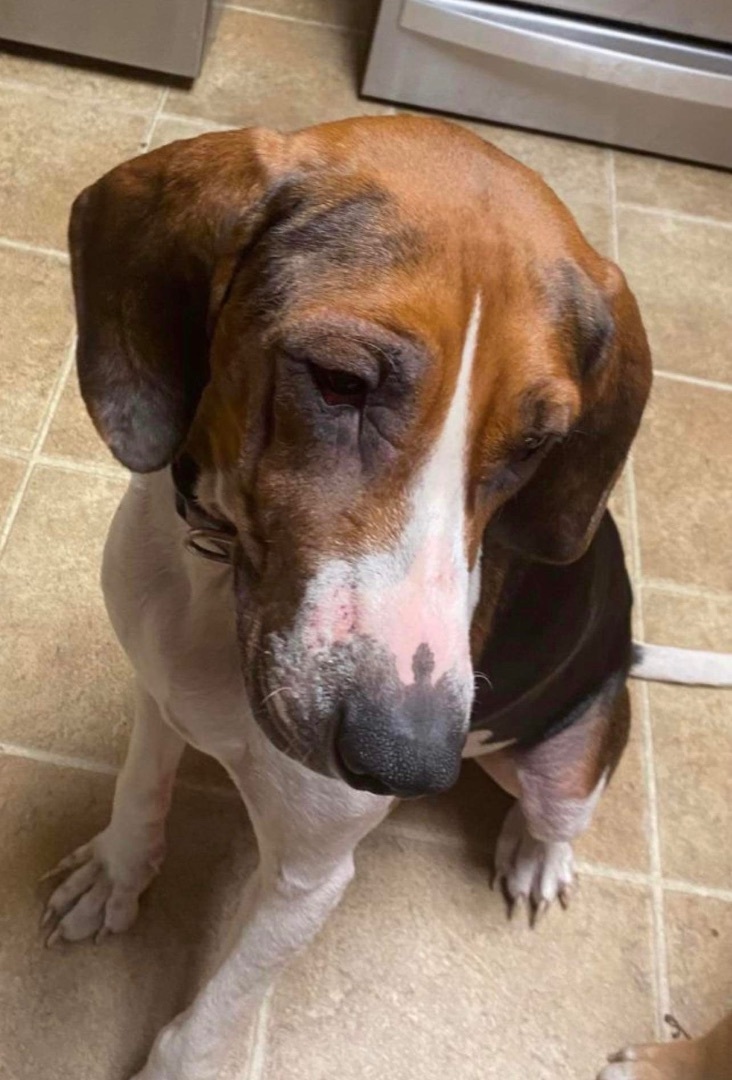 Enlarge Bayla , a Adopted Treeing Walker Coonhound in Buffalo, NY image 1/4