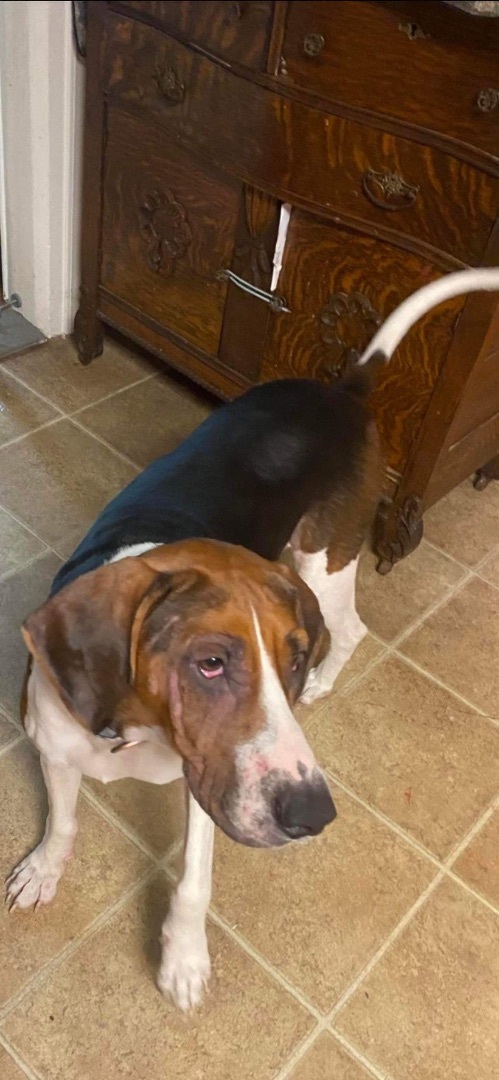 Enlarge Bayla , a Adopted Treeing Walker Coonhound in Buffalo, NY image 2/4