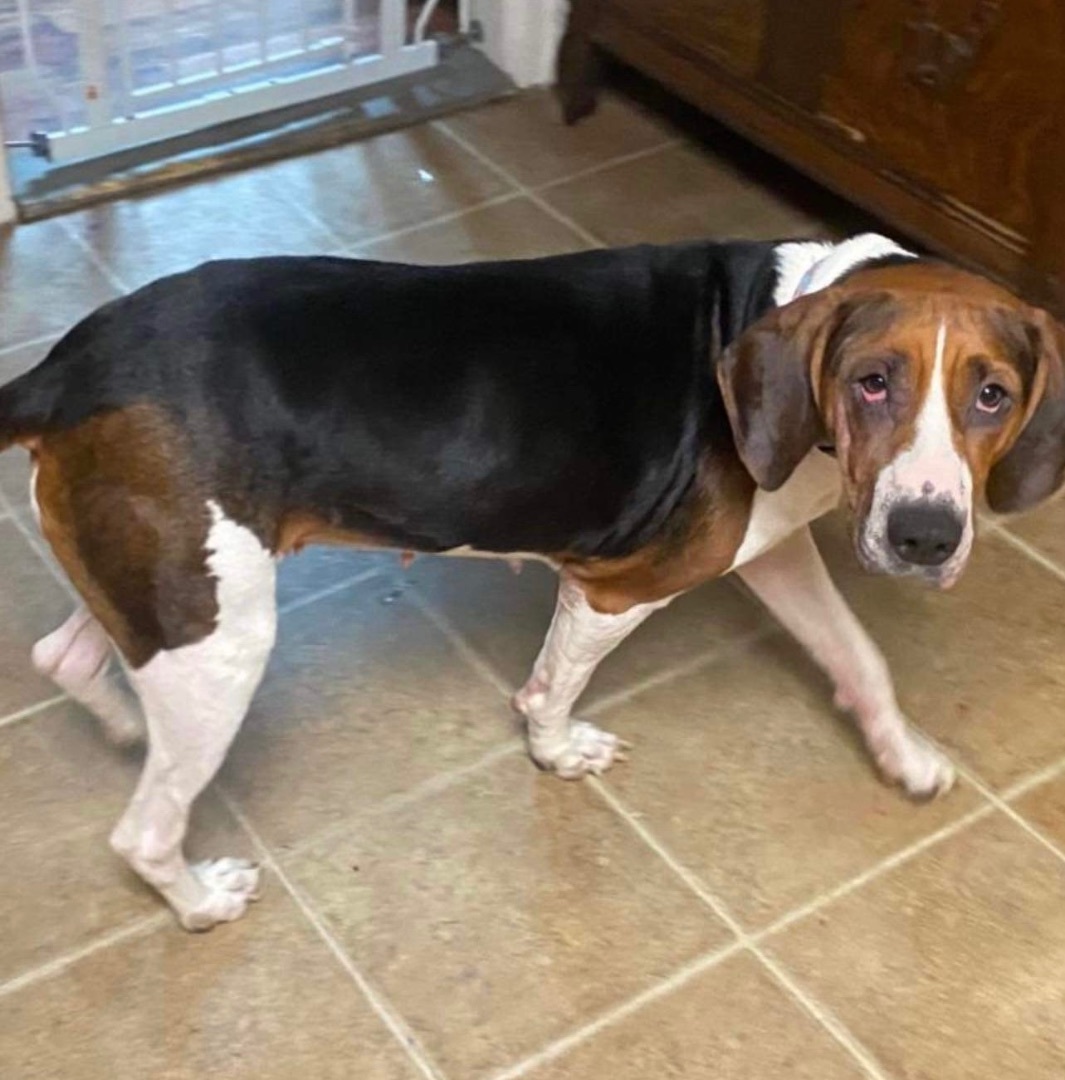 Enlarge Bayla , a Adopted Treeing Walker Coonhound in Buffalo, NY image 3/4