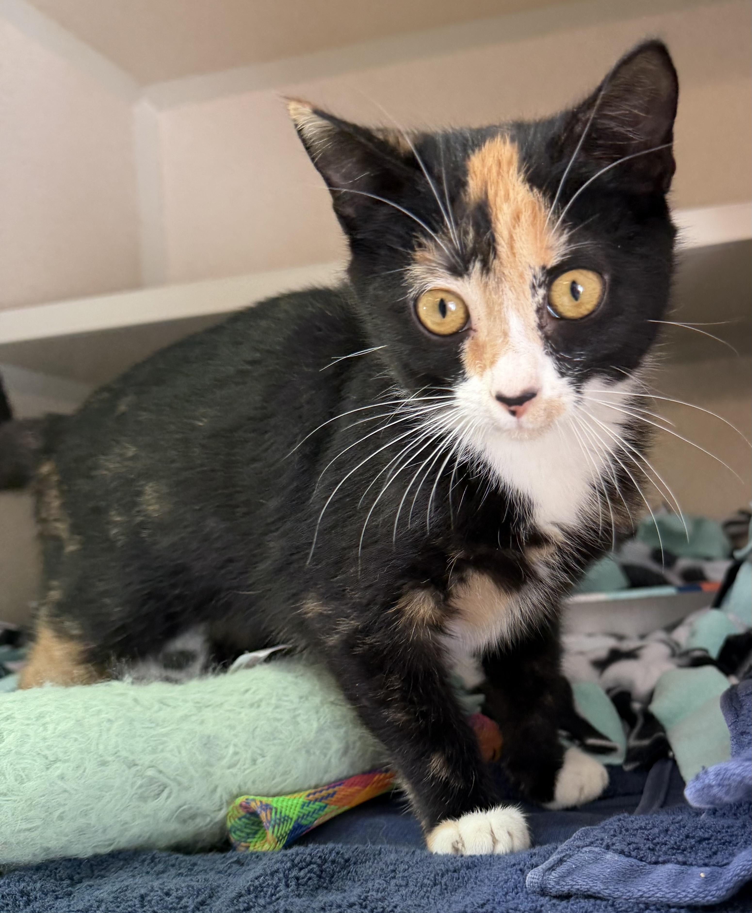 Tabitha, an adopted mixed breed in Salem, NH image 3/3