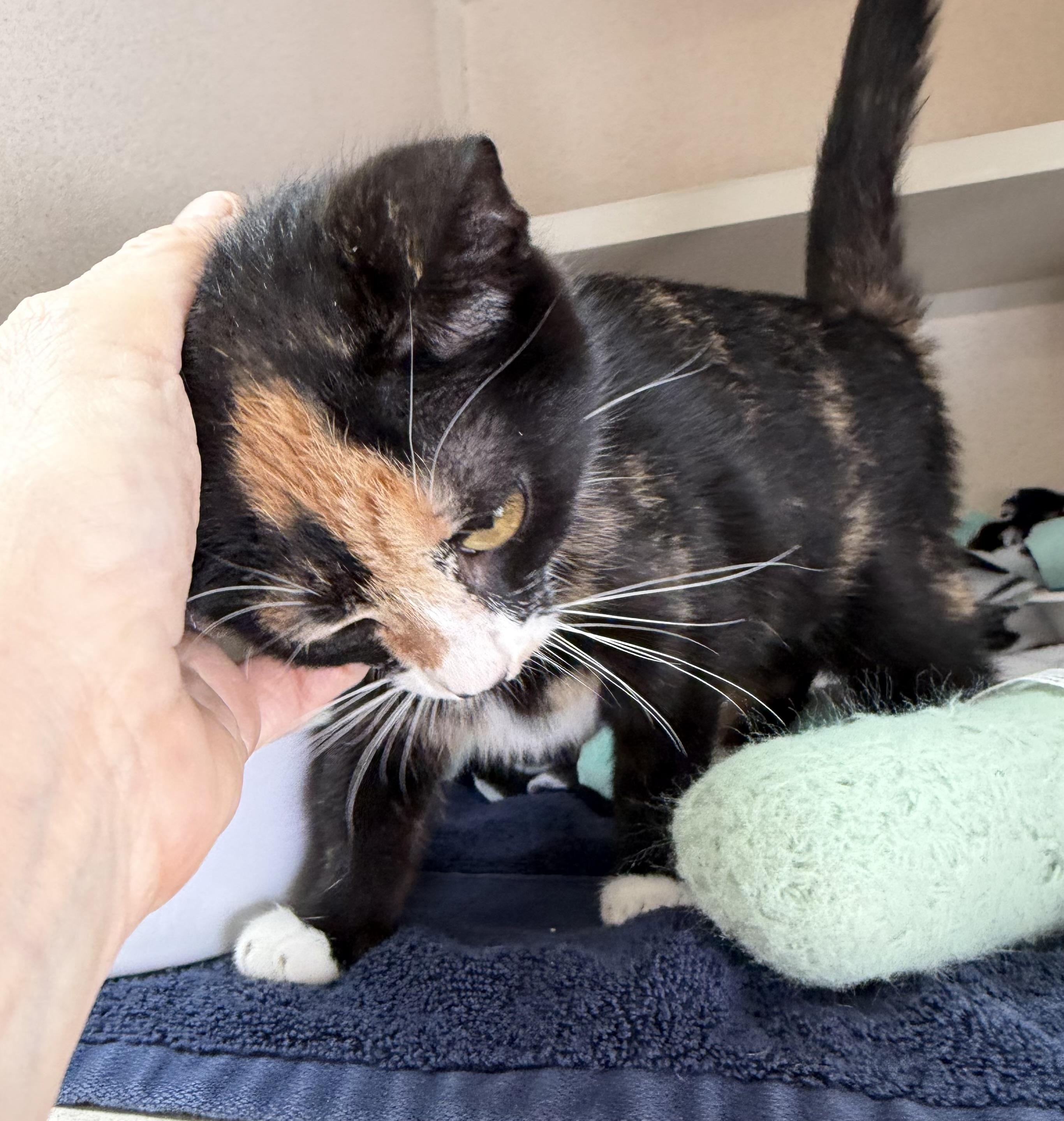 Tabitha, an adopted mixed breed in Salem, NH image 2/3