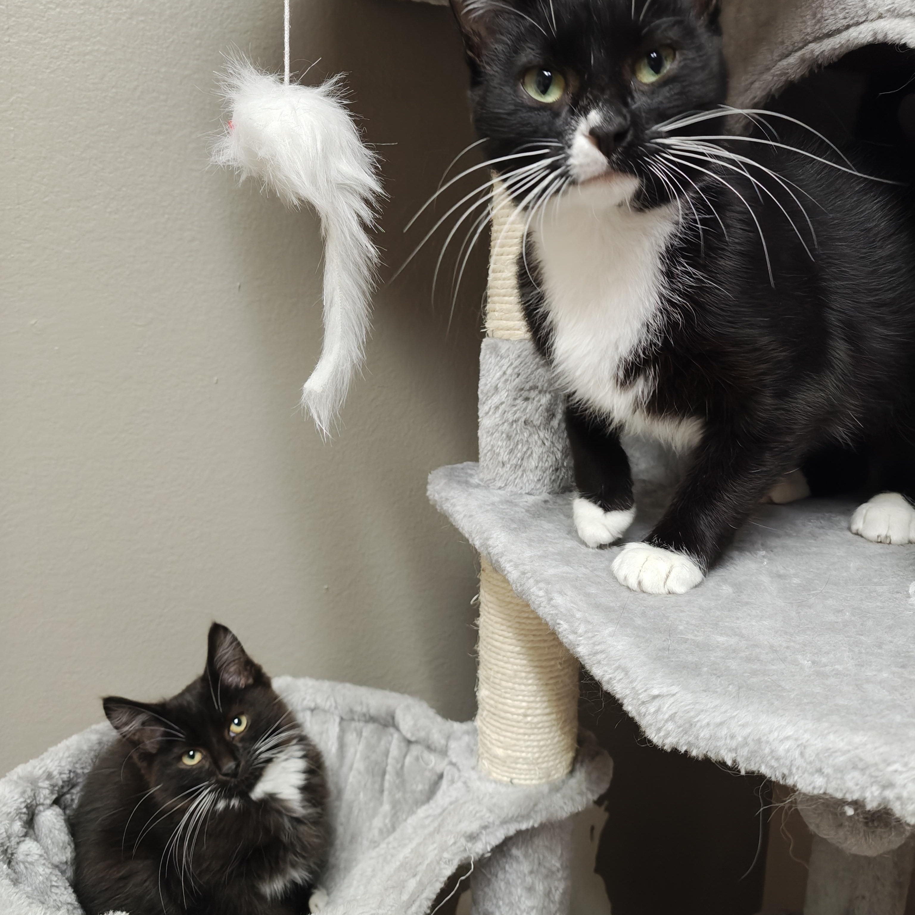 Enlarge Raven, a Adoptable Domestic Short Hair in Oconto, WI image 2/3