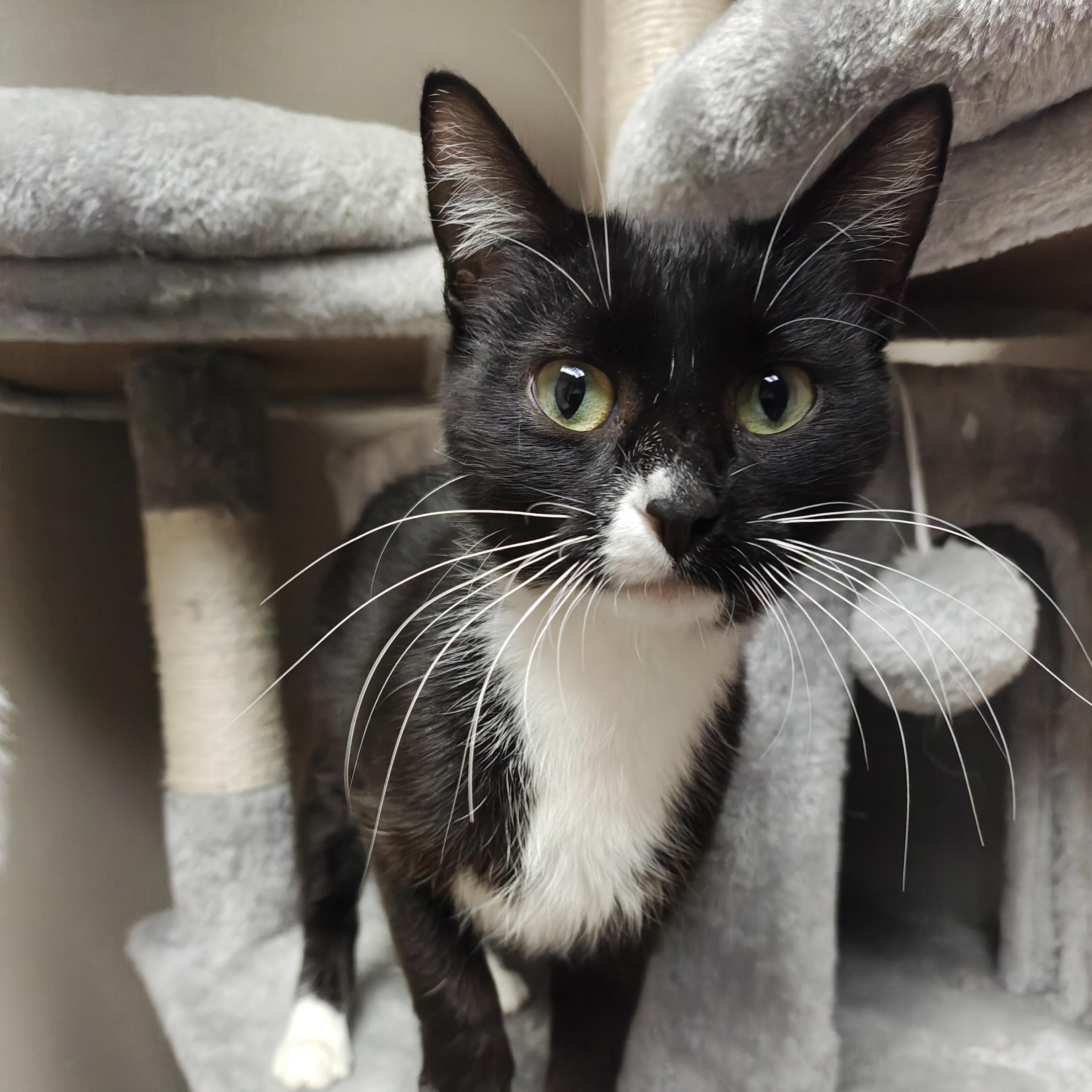 Raven, Adoptable, Young Female Domestic Short Hair.