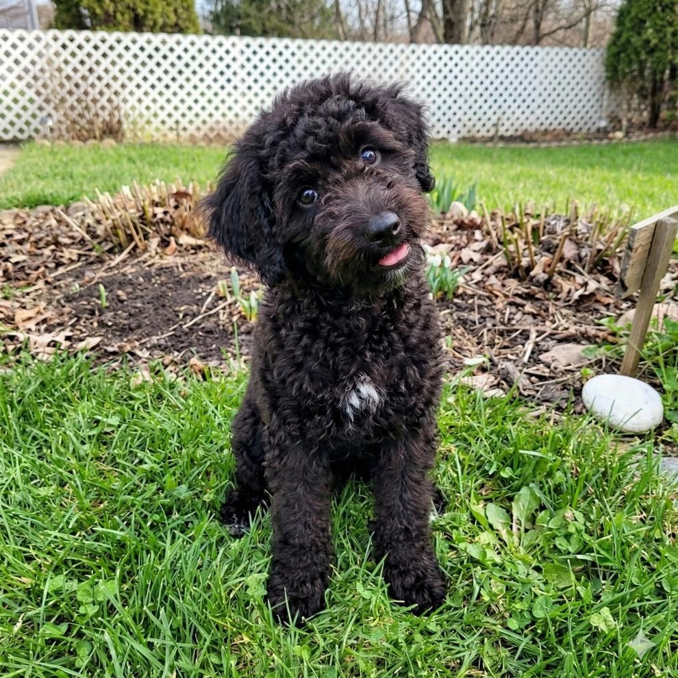 Chester, Adoptable, Puppy Male Wheaten Terrier & Poodle.