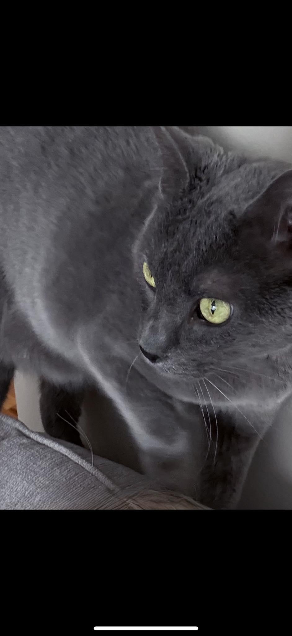 Enlarge Tez, a ADOPTABLE mixed breed in Ann Arbor, MI image 4/4