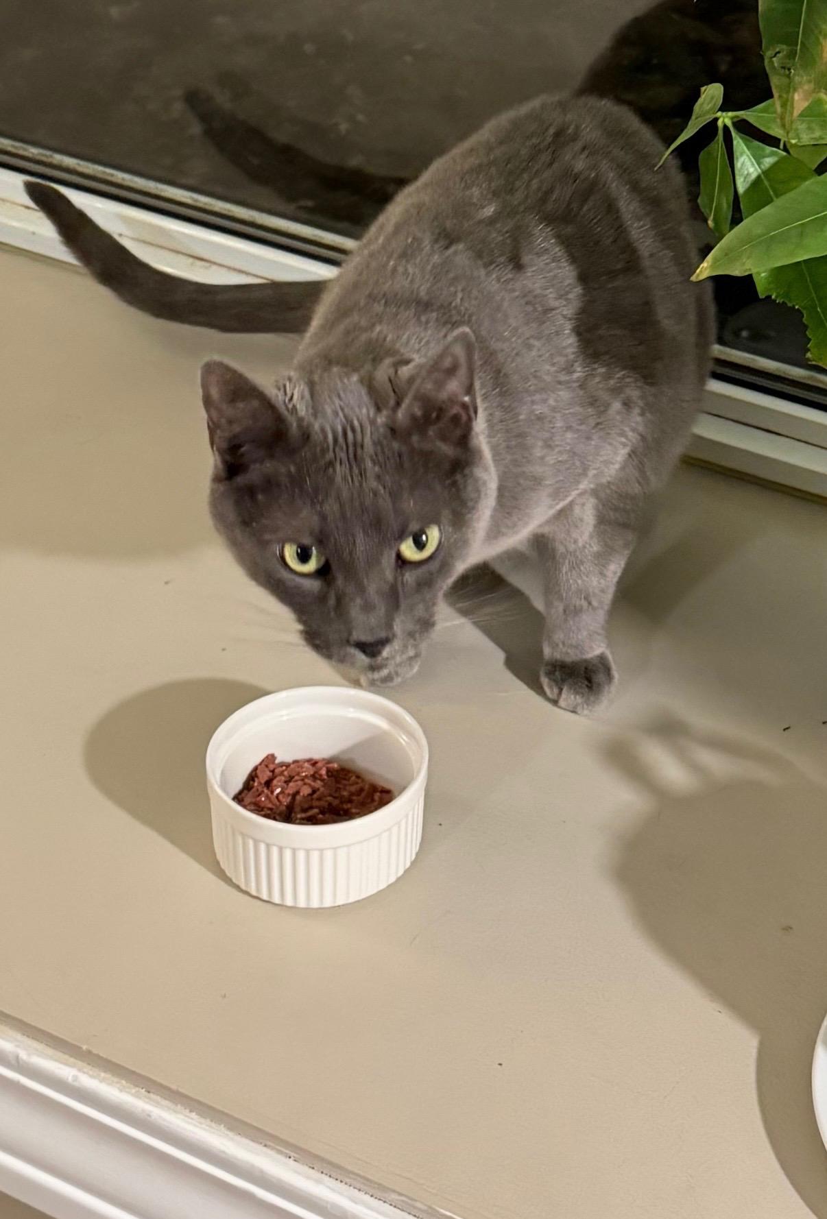 Enlarge Tez, a ADOPTABLE mixed breed in Ann Arbor, MI image 1/4