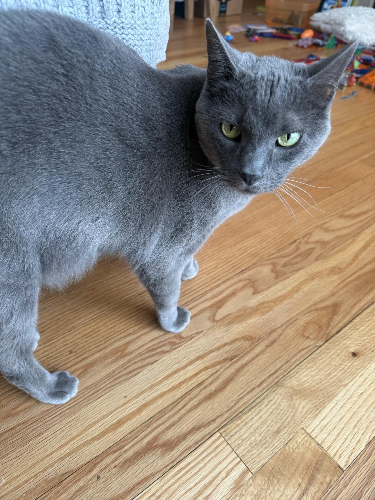 Enlarge Tez, a ADOPTABLE mixed breed in Ann Arbor, MI image 2/4