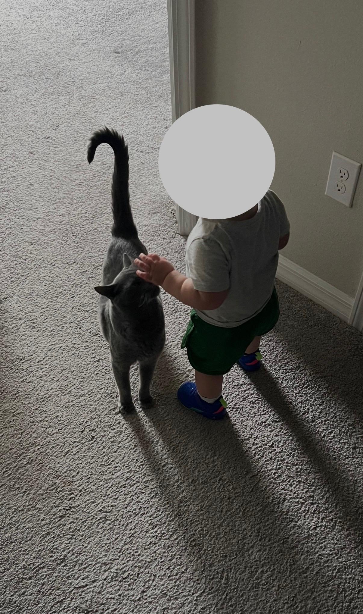 Enlarge Tez, a ADOPTABLE mixed breed in Ann Arbor, MI image 3/4