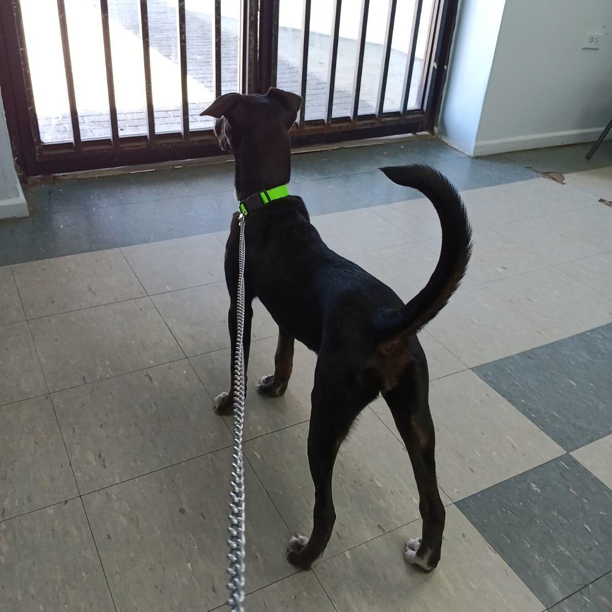 Enlarge CATIA "Adore me." (Currently in Puerto Rico), a Adoptable mixed breed in New York, NY image 2/5