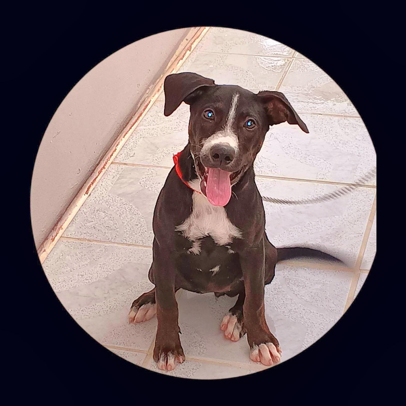 Enlarge CATIA "Adore me." (Currently in Puerto Rico), a Adoptable mixed breed in New York, NY image 1/5