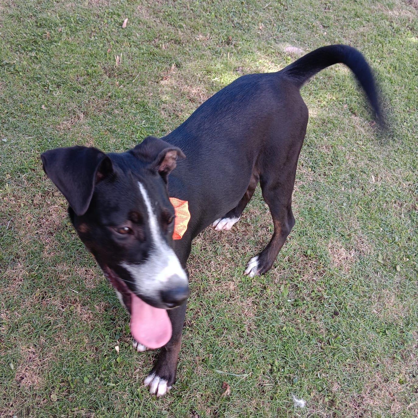 Enlarge CATIA "Adore me." (Currently in Puerto Rico), a Adoptable mixed breed in New York, NY image 3/5