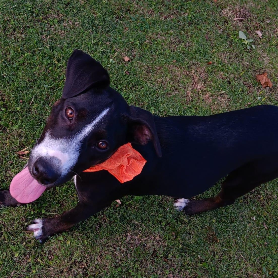 Enlarge CATIA "Adore me." (Currently in Puerto Rico), a Adoptable mixed breed in New York, NY image 4/5