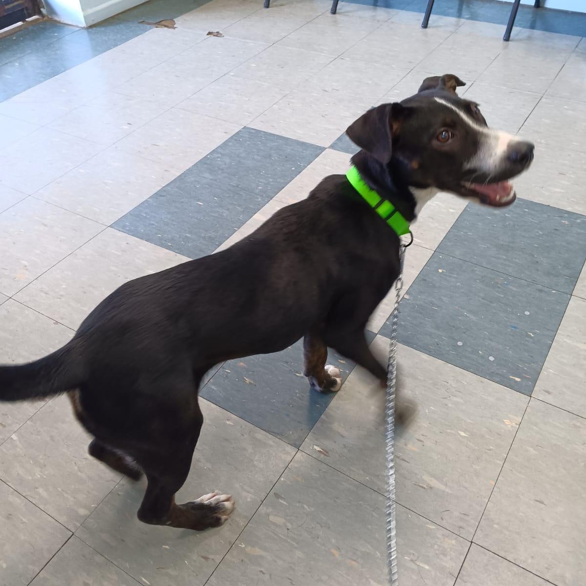 Enlarge CATIA "Adore me." (Currently in Puerto Rico), a Adoptable mixed breed in New York, NY image 5/5