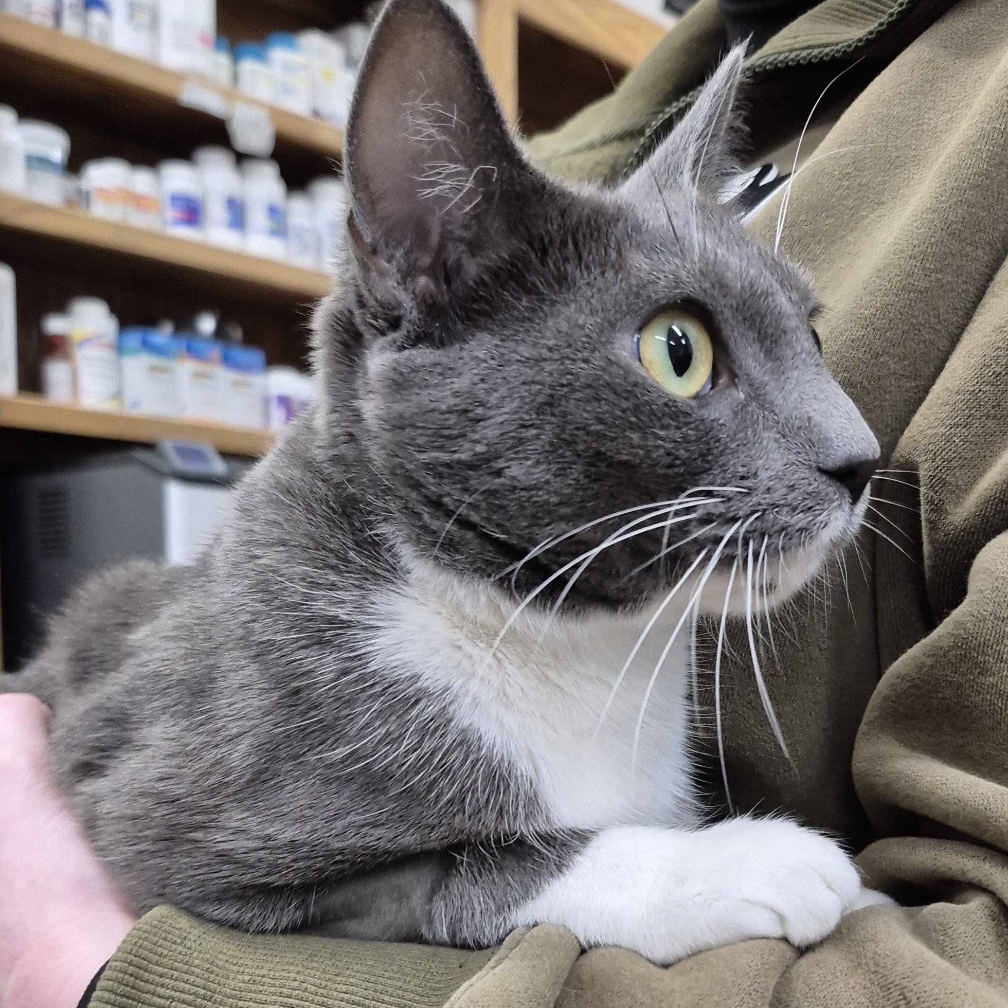 Sapphire, a Adoptable Domestic Short Hair in Alpharetta, GA image 5/5